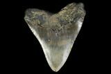 Fossil Megalodon Tooth - North Carolina #119435-1